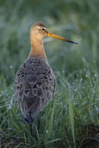 Black-tailed Godwit (Limosa limosa), The Netherlands