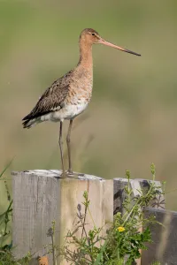 Black tailed Godwit (Limosa limosa) perched on a fence, polder Arkemheen, The Netherlands Black tailed Godwit (Limosa limosa) perched on a fence, polder Arkemheen, The Netherlands