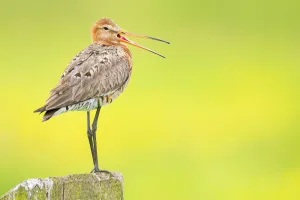 Black-Tailed Godwit (Limosa limosa) standing on a pole, Stroobos, Friesland