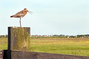 Black-Tailed Godwit (Limosa limosa) standing on a pole, Eilandspolder, Noord-Holland Black-Tailed Godwit (Limosa limosa) standing on a pole, Eilandspolder, Noord-Holland