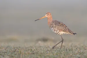 Black-tailed Godwit (Limosa limosa) walking on grassland in the early morning