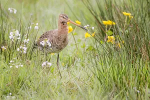June Prints: Black-Tailed Godwit (Limosa limosa) walking on meadow in early morning