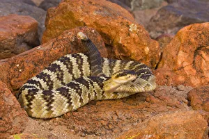 Arizona Prints: Black-tailed Rattlesnake (Crotalus molossus), Arizona