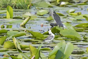 Black Tern (Chlidonias niger) adult feeding its young, Zouweboezem, Zuid-Holland Black Tern (Chlidonias niger) adult feeding its young, Zouweboezem, Zuid-Holland