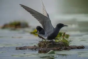 Chlidonias Niger Prints: Black Tern (Chlidonias niger) displaying, Schleswig-Holstein, Germany