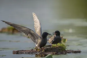 Prey Prints: Black Tern (Chlidonias niger) displaying with fish prey, Schleswig-Holstein, Germany