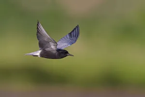Breeding Plumage Prints: Black Tern (Chlidonias niger) flying, Alberta, Canada