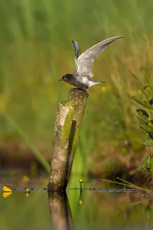 Black Prints: Black Tern (Chlidonias niger), Netherlands