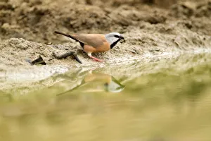 Black-throated Finch (Poephila cincta), Queensland, Australia Black-throated Finch (Poephila cincta), Queensland, Australia