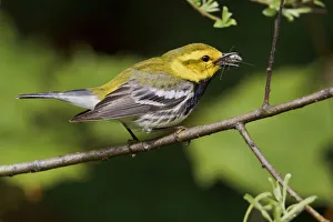 Black-throated Green Warbler (Setophaga virens) male, Ontario, Canada Black-throated Green Warbler (Setophaga virens) male, Ontario, Canada