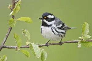 Black-throated Grey Warbler (Setophaga nigrescens), British Columbia, Canada Black-throated Grey Warbler (Setophaga nigrescens), British Columbia, Canada