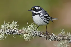 Black-throated Grey Warbler (Setophaga nigrescens), British Columbia, Canada