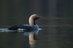 Breeding Plumage Prints: Black-throated Loon (Gavia arctica), Sweden