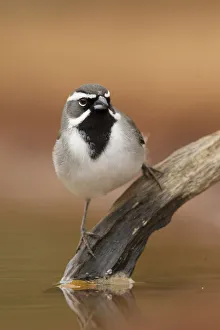 Black-throated Sparrow (Amphispiza bilineata), Texas, USA