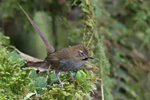 South America Prints: Black-throated Thistletail (Asthenes harterti), Bolivia