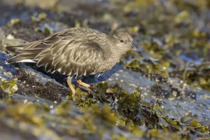 British Columbia Prints: Black Turnstone (Arenaria melanocephala) feeding along the shoreline, British Columbia