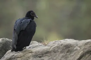 Scavenger Prints: Black Vulture (Coragyps atratus) captive, North Rhine-Westphalia, Germany