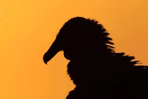 Black Vulture (Coragyps atratus), Florida, USA
