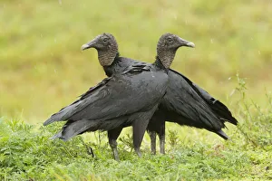 Black Vulture (Coragyps atratus), Florida, USA