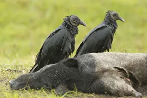 Black Vulture (Coragyps atratus), Florida, USA
