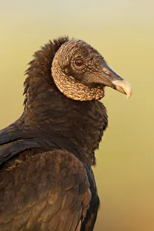 Black Vulture (Coragyps atratus), Florida, USA