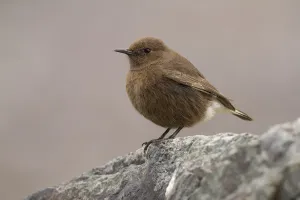Black Wheatear (Oenanthe leucura) female, Morocco