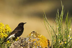 Black Wheatear (Oenanthe leucura) male, Castile-La Mancha, Spain