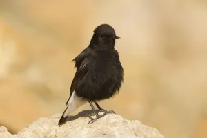 Black Wheatear (Oenanthe leucura) male, Morocco