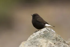 Black Wheatear (Oenanthe leucura) male, Morocco