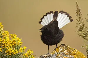 Black Wheatear (Oenanthe leucura) male singing, Castile-La Mancha, Spain