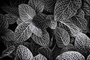 The Netherlands Prints: Black and white shot of leaves, The Netherlands