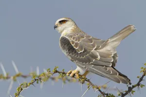 Accipitridae Prints: Black-winged Kite (Elanus caeruleus), Oshikoto, Etosha National Park, Namibia