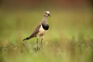 Black-winged Lapwing (Vanellus melanopterus) calling, Kwazulu-Natal, South Africa Black-winged Lapwing (Vanellus melanopterus) calling, Kwazulu-Natal, South Africa