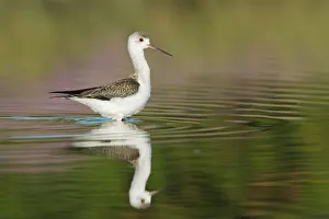 Black-winged Stilt (Himantopus himantopus) juvenile foraging, Tuscany, Italy Black-winged Stilt (Himantopus himantopus) juvenile foraging, Tuscany, Italy