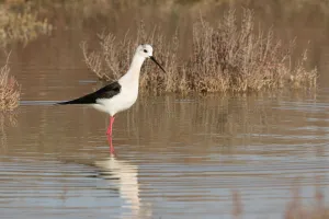 Black-winged Stilt (Himantopus himantopus), Sardinia, Italy
