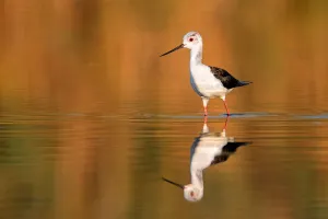 Black-winged Stilt (Himantopus himantopus), juvenile, Spain