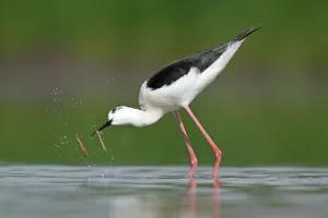 Black-winged Stilt (Himantopus himantopus), Zurich, Switzerland