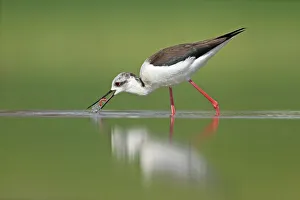 Black-winged Stilt (Himantopus himantopus), Zurich, Switzerland
