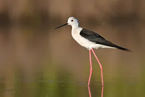 Black-winged Stilt (Himantopus himantopus), Camargue, France