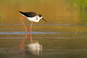 Black-winged Stilt (Himantopus himantopus), Cyprus