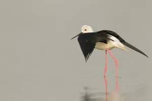 Black-winged Stilt (Himantopus himantopus) male, Thailand