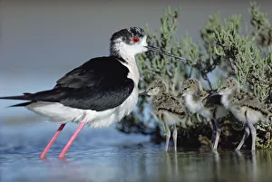 Black-winged Stilt (Himantopus himantopus) mother with three chicks, Camargue, France