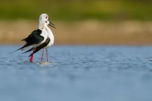 Shorebird Prints: Black-winged Stilt (Himantopus himantopus) pair, Asturias, Spain