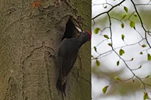 Black woodpecker (Dryocopus maritus) male near entrance of nesthole in tree trunk Black woodpecker (Dryocopus maritus) male near entrance of nesthole in tree trunk