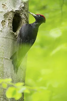 Black Woodpecker (Dryocopus martius) male at breeding cavity, North Rhine-Westphalia Black Woodpecker (Dryocopus martius) male at breeding cavity, North Rhine-Westphalia