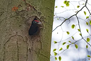 Netherlands Prints: Black Woodpecker (Dryocopus martus) looking out of its nesthole