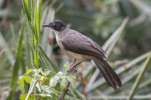 Blackcap Babbler (Turdoides reinwardtii), Gambia