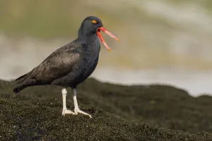 Oystercatchers Prints: Blackish Oystercatcher (Haematopus ater) calling at the rocky coastline, Falkland Islands