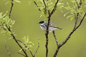 Blackpoll Warbler (Setophaga striata) male, Alaska, USA
