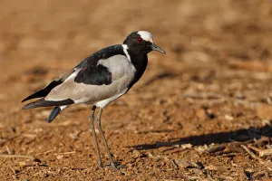 Blacksmith Lapwing (Vanellus armatus), Kruger Park, South Africa Blacksmith Lapwing (Vanellus armatus), Kruger Park, South Africa